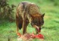 /album/imagens-do-jogo-the-wolfs/lobo-3d-realista-jpeg/